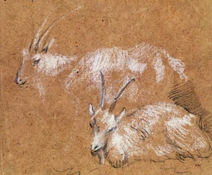 Estudio de cabras